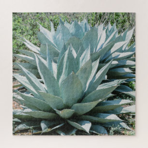 Agave Sukkulenten Pflanze Kaktus Grüner Salbei