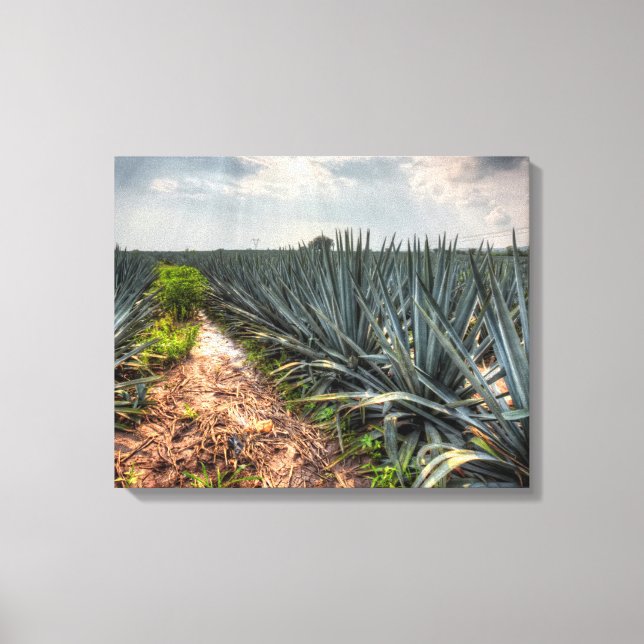 Agave Tequilana Leinwanddruck (Vorderseite)