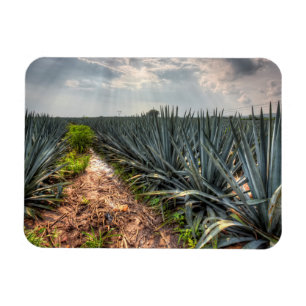 Agave Tequilana Magnet