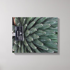 Agave Victoria Pflanze Foto Wrapped Canvas Print Leinwanddruck