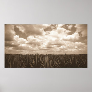 Agaven-Paradies Jaliscos Mexiko Poster