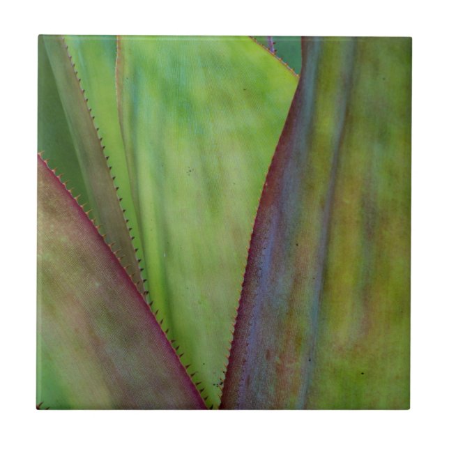 Agaven-Pflanzendetail Fliese (Vorderseite)