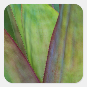 Agaven-Pflanzendetail Quadratischer Aufkleber