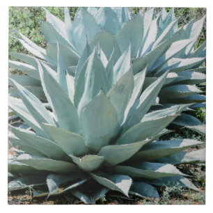 Agavenpflanze Sukkulente Blaue Kakteen Botanisch W Fliese