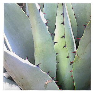 Agavenpflanze Sukkulente Blaue Kakteen Botanisch W Fliese