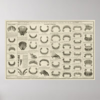 Âge du cheval par dents Graphique Anatomie Poster