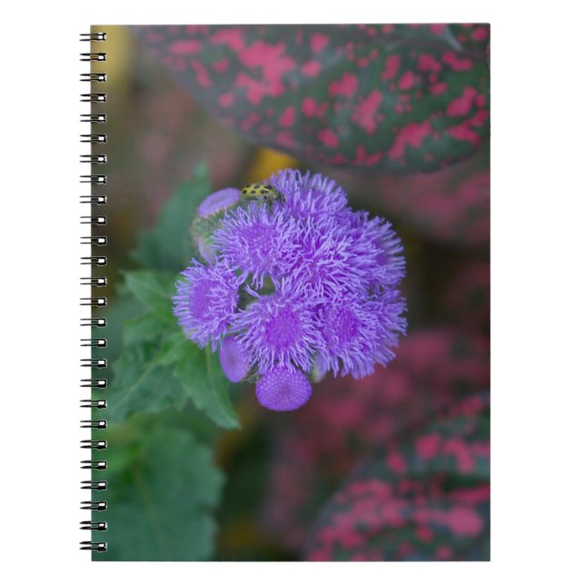 Ageratum im Garten Notizblock (Vorderseite)
