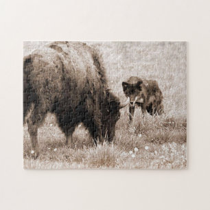 Aggressiver Bison und schwarzer Wolf