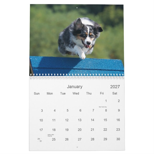 Agilité australienne de berger calendrier mural de (Jan 2027)