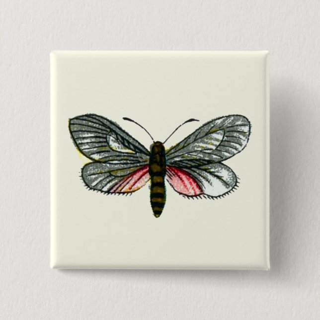 Aglaope infausta - Almond-Tree Leaf Skeletonizer Button (Vorderseite)