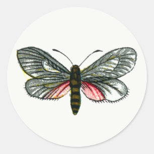 Aglaope infausta - Almond-Tree Leaf Skeletonizer K Runder Aufkleber