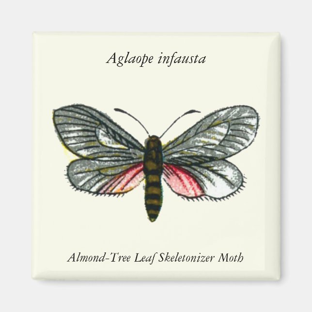 Aglaope infausta - Almond-Tree Leaf Skeletonizer Magnet (Vorne)