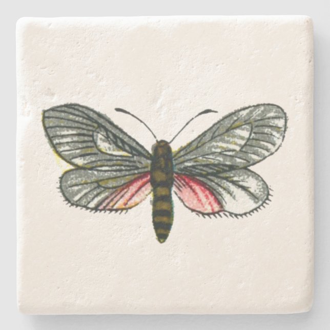 Aglaope infausta - Almond-Tree Leaf Skeletonizer Steinuntersetzer (Vorderseite)