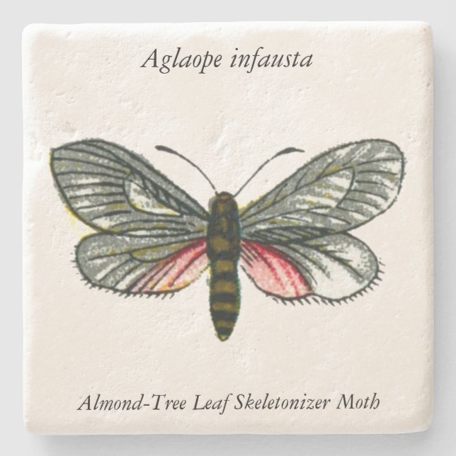 Aglaope infausta - Almond-Tree Leaf Skeletonizer Steinuntersetzer (Vorderseite)