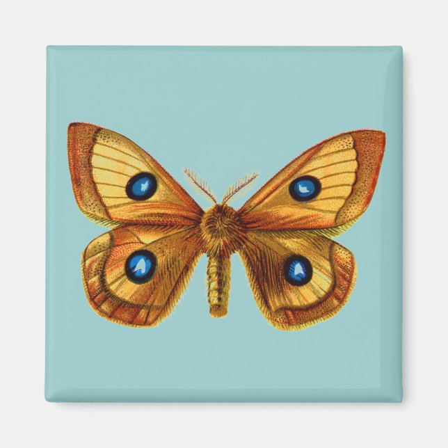 Aglia Tau männlich Magnet (Vorne)