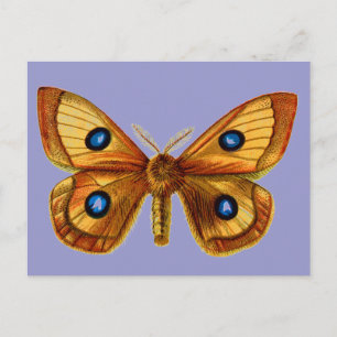 Aglia Tau männlich Postkarte