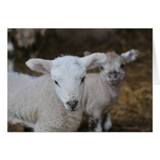 Agneaux nouveau-nés