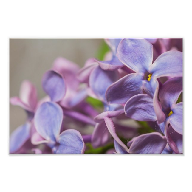 Agrandir la photographie de Lilac Flower Imprimer (Devant)