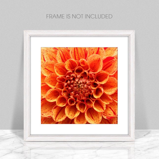 Agrandissement de la photo Orange (Créateur téléchargé)