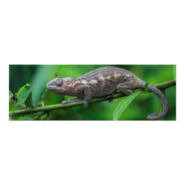 Agrandissements photo (Devant)