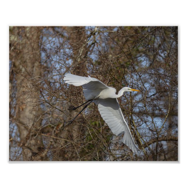Agrandissements photo de la grande aigrette (Devant)