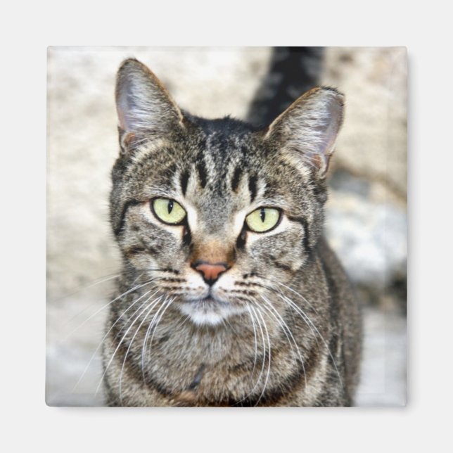 Ägypten Cat Magnet (Vorne)