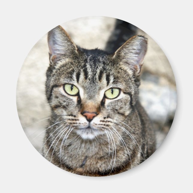 Ägypten Cat Magnet (Vorne)