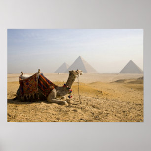Ägypten, Kairo. Ein einsames Kamel blickt über die Poster