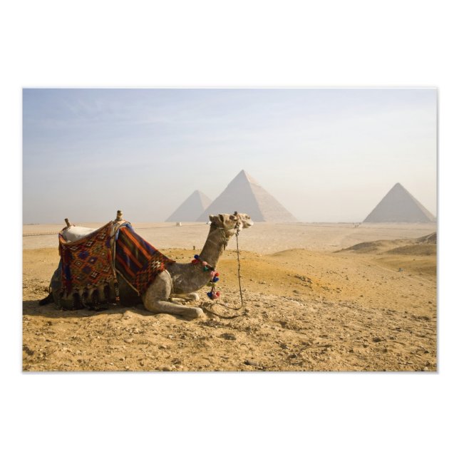 Ägypten, Kairo. Ein einsames Kamel Fotodruck (Vorne)
