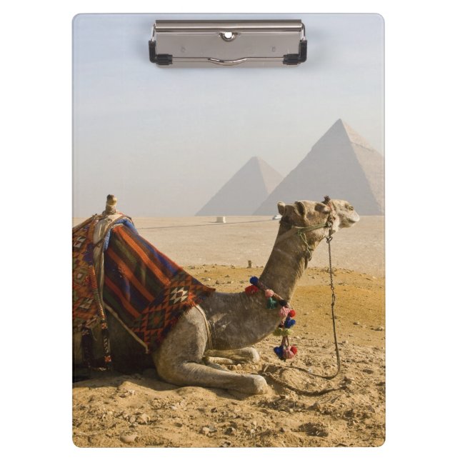Ägypten, Kairo. Ein einsames Kamel Klemmbrett (Vorderseite)