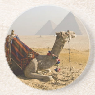 Ägypten, Kairo. Ein einsames Kamel Sandstein Untersetzer