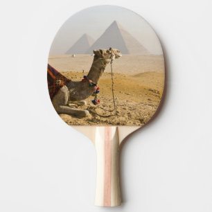 Ägypten, Kairo. Ein einsames Kamel Tischtennis Schläger