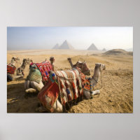 Ägypten, Kairo. Ruderkamele