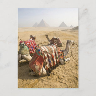 Ägypten, Kairo. Ruderkamele Postkarte