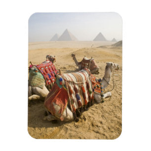 Ägypten, Kairo. Ruhende Kamele Magnet