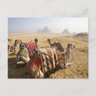 Ägypten, Kairo. Ruhende Kamele Postkarte
