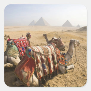 Ägypten, Kairo. Ruhende Kamele Quadratischer Aufkleber