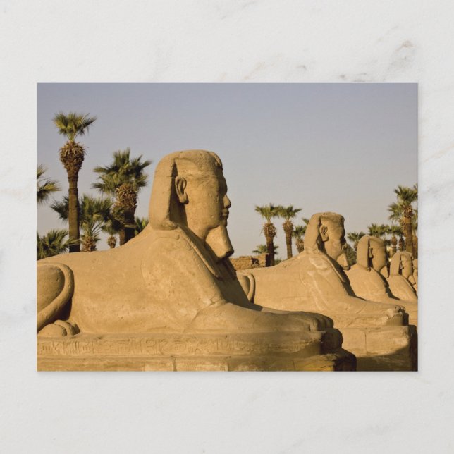 Ägypten, Luxor. Die Sphinxavenue führt Postkarte (Vorderseite)