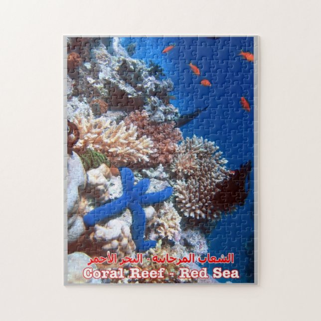 Ägypten - Rotes Meer - Barrier Reef - (Vertikal)