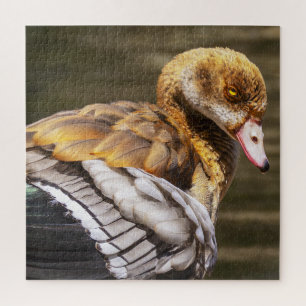 Ägyptische Gans Nahaufnahme Wildlife Vogel Natur K