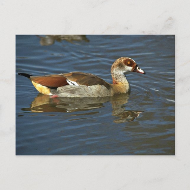 Ägyptische Gans Postkarte (Vorderseite)
