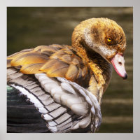 Ägyptische Gans-Wandkunst | Tiervogel-Druck