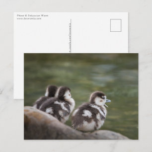 Ägyptische Gänseküken Naturfoto Postkarte