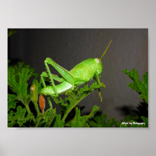 Ägyptische Heuschrecken-Nymphe auf Citronella-Pfla Poster