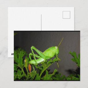 Ägyptische Heuschrecken-Nymphe auf Citronella-Pfla Postkarte