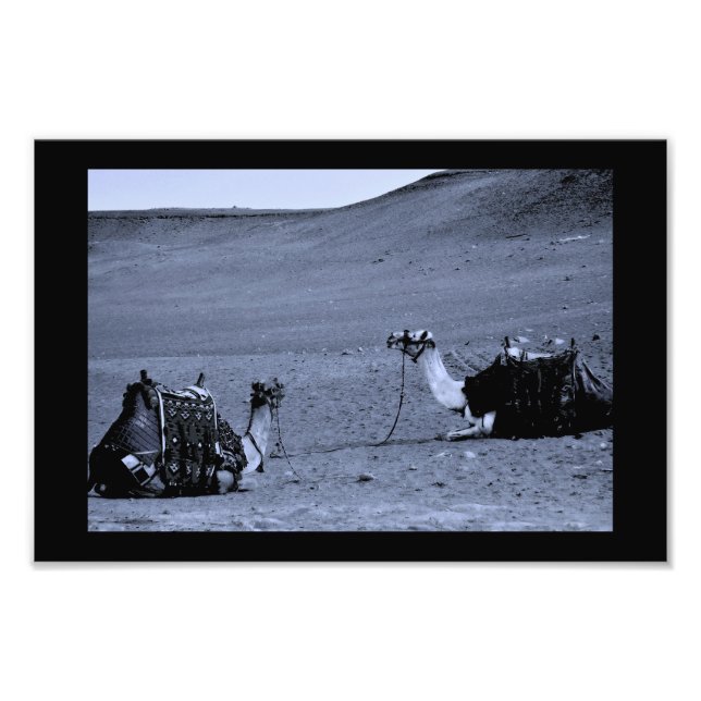 ägyptische Kamele Fotodruck (Vorne)