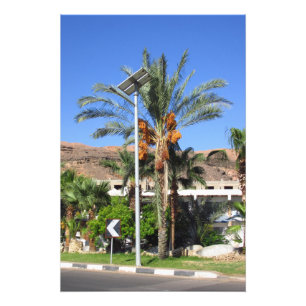 Ägyptische Palmen Fotodruck