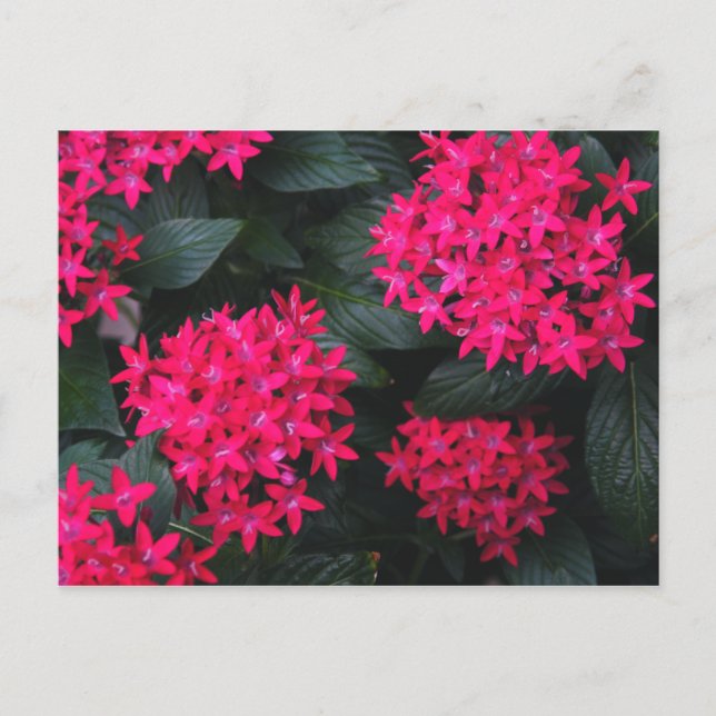 Ägyptische Star-Blume-Postkarte Postkarte (Vorderseite)