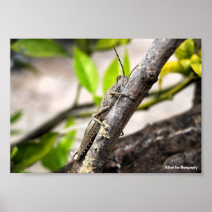 Ägyptische Wanderheuschrecke auf Ast Poster