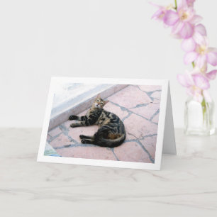 Ägyptische Wild Cat Karte